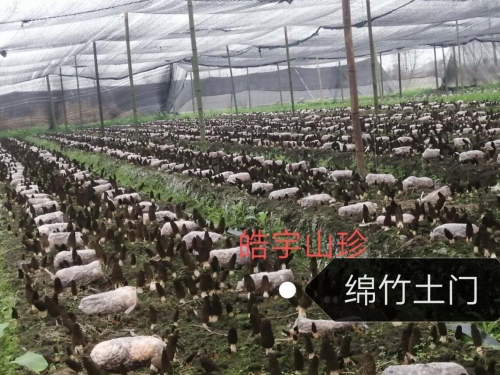 &#20247;&#24425;&#23448;&#32593;&#45;&#40;&#20013;&#22269;&#41;&#32929;&#20221;&#26377;&#38480;&#20844;&#21496;