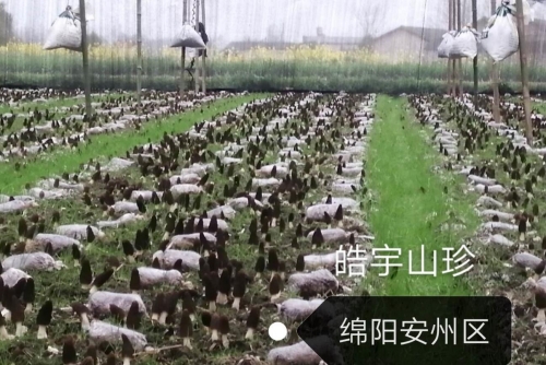 &#20247;&#24425;&#23448;&#32593;&#45;&#40;&#20013;&#22269;&#41;&#32929;&#20221;&#26377;&#38480;&#20844;&#21496;