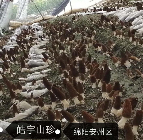 &#20247;&#24425;&#23448;&#32593;&#45;&#40;&#20013;&#22269;&#41;&#32929;&#20221;&#26377;&#38480;&#20844;&#21496;