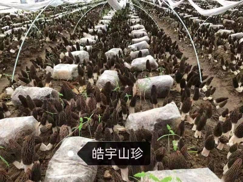 &#20247;&#24425;&#23448;&#32593;&#45;&#40;&#20013;&#22269;&#41;&#32929;&#20221;&#26377;&#38480;&#20844;&#21496;